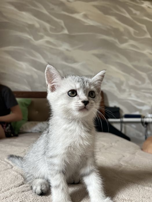 Шотладские котята