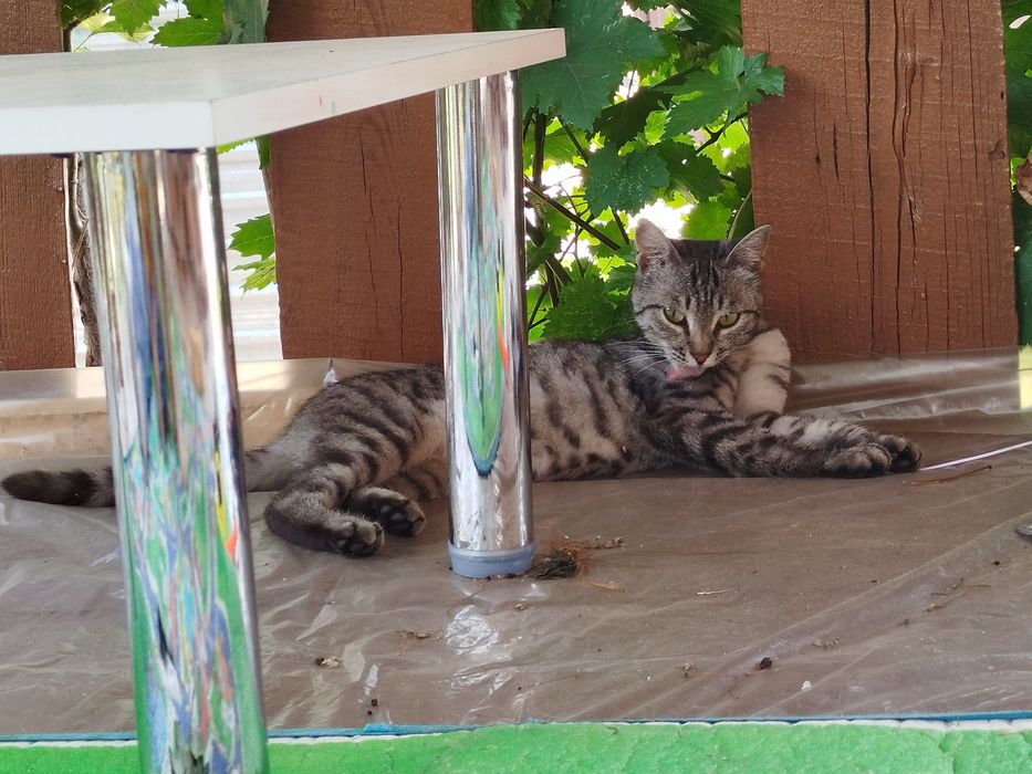 Отдам полосатую кошечку