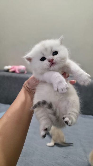 Шикарные  Котята британские шиншиллы