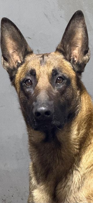 Вязка.Малинуа.Бельгийская овчарка