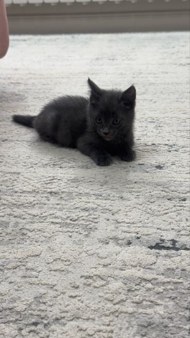 Котенок 1,5 месячный девочка