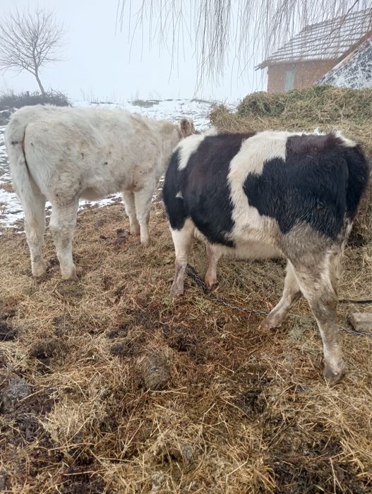 Vand vitele sugare ! Varsta 6 luni !