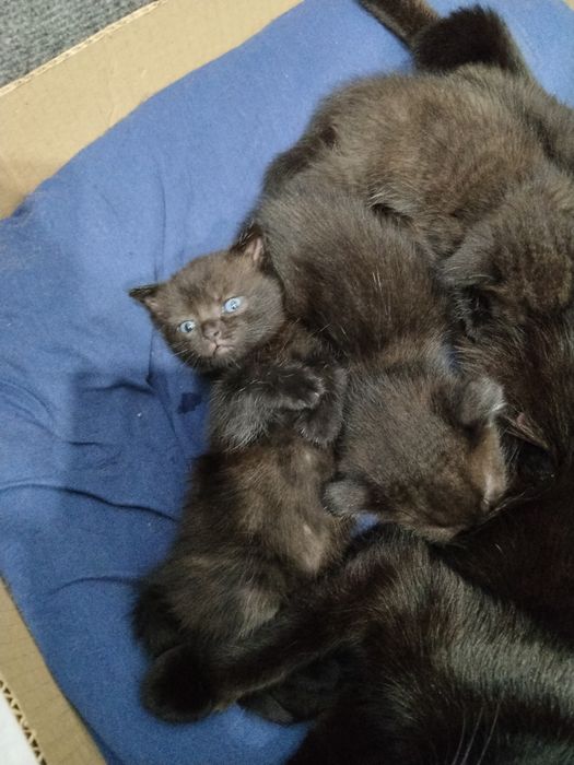Продам котят скотишфолд