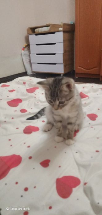 Отдам котёнка серо черного окраса