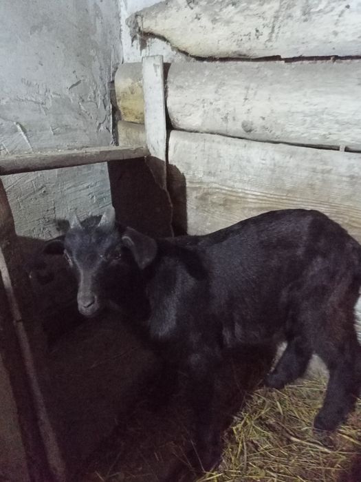 Продам молодого козлика