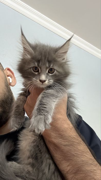 Мейн кун meyn kun , котят 2 месяца чистокровные