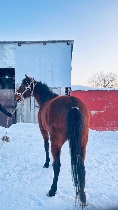 полукров агылшын байтал