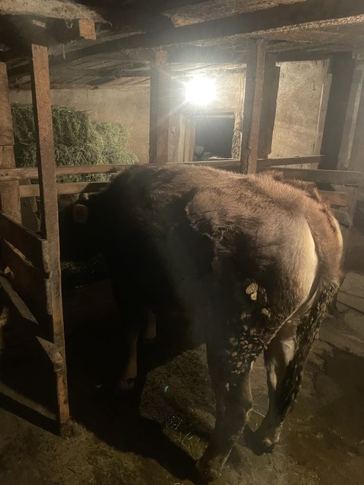 Продаётся телка!