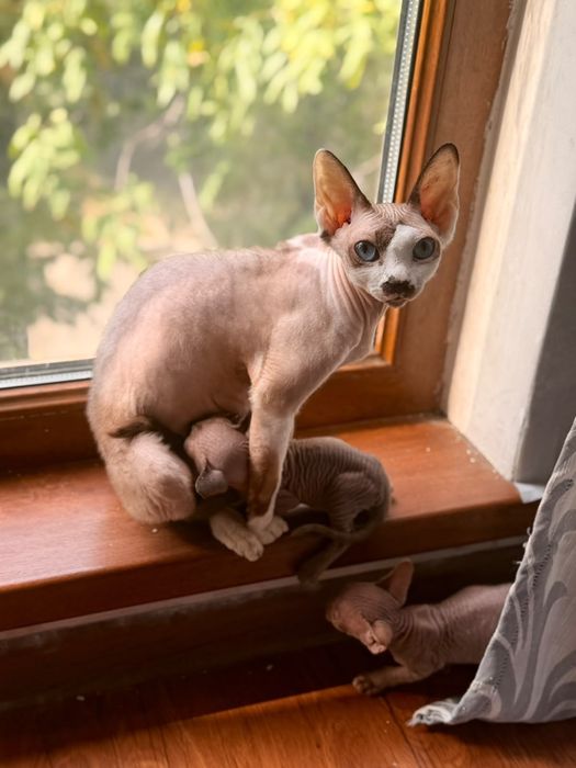 Котята канадского сфинкса