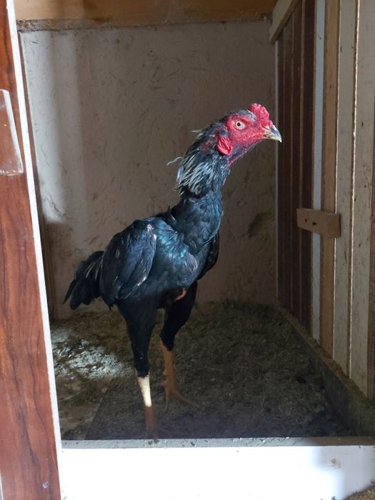 Avgustni oxirida chiqan xuruzcha