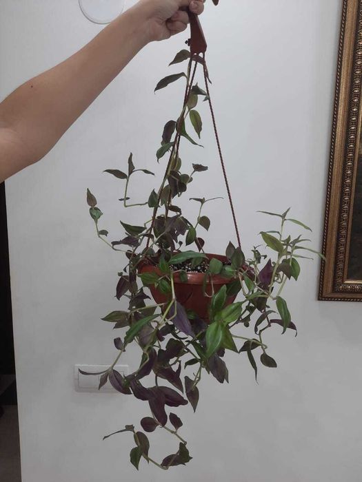 Традесканция Зебрина