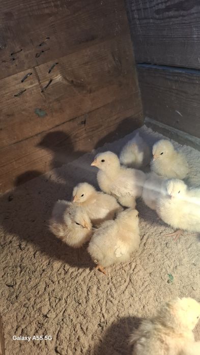 Адлер балапандар 1 апталық