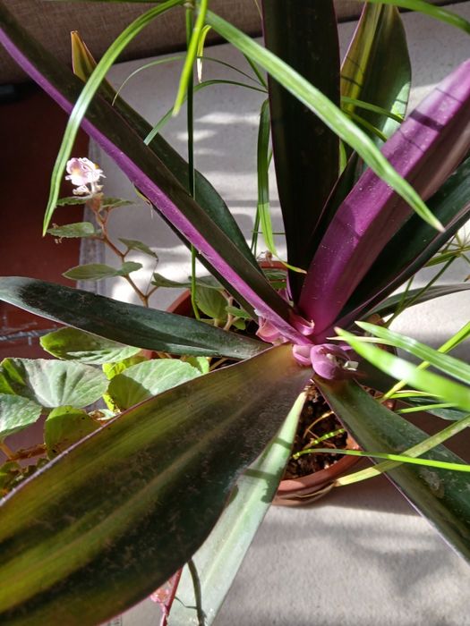 Цветы комнатные.