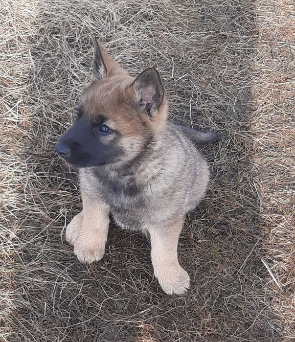 Продам щенка Волкособа!