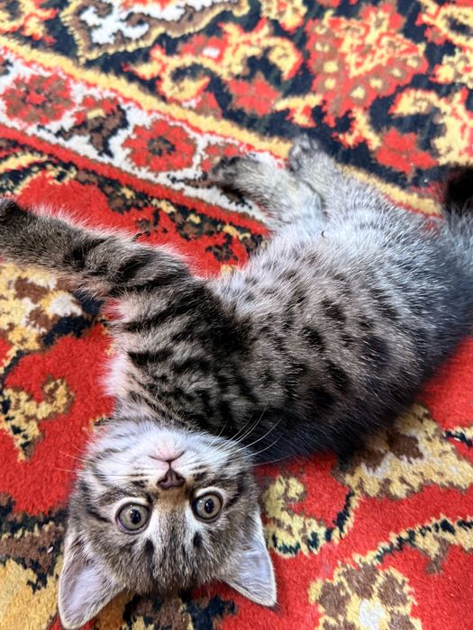 котёнок 2 месяца