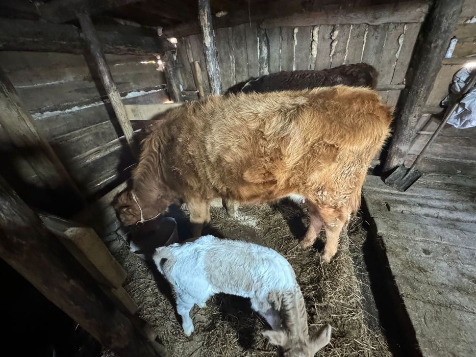 Коровы первотелка