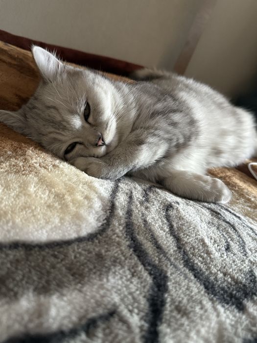 Отдаю стерилизованную кошку