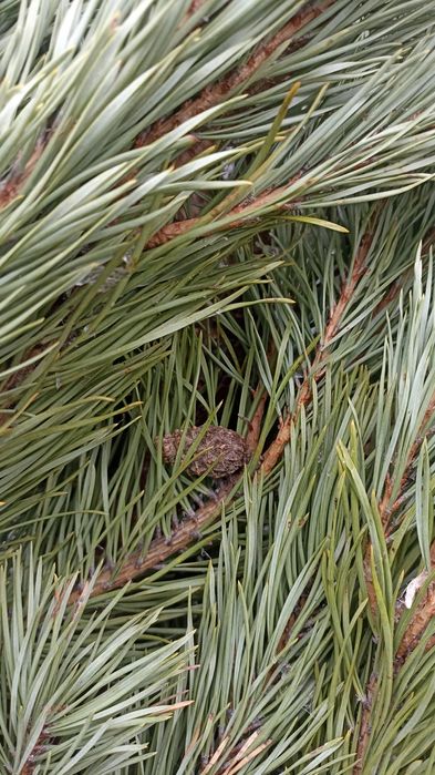 Сосна новогодняя