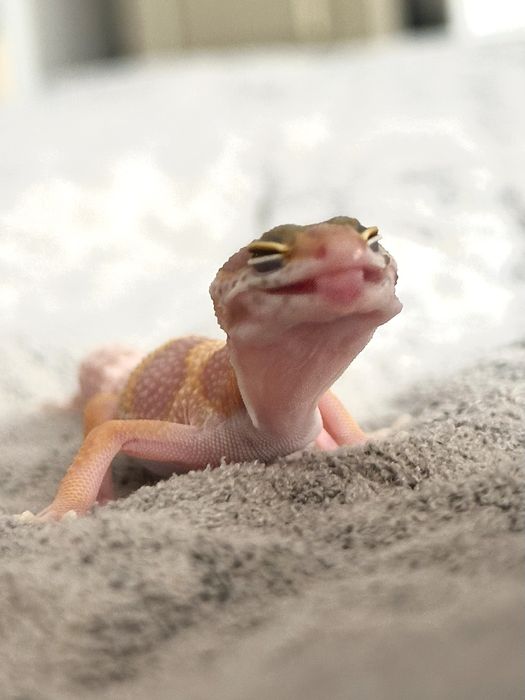 Эублефар малышь