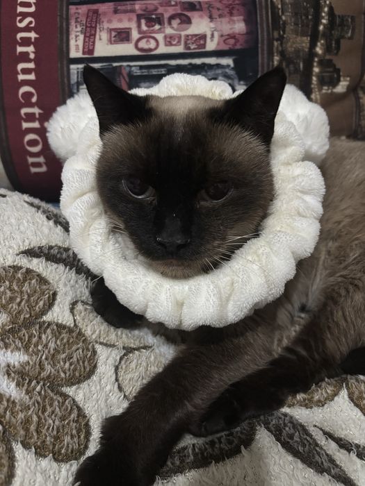 Пропала кошка сиамская