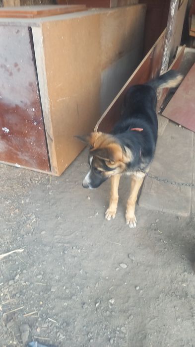 Продам сабак овчарка