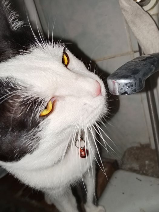 Mushuk yoʻqolgan.Samarqandda uy mushuigi  agar topilsa bizga murojat q