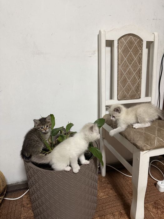 Котята добрые красивые ловят мышей