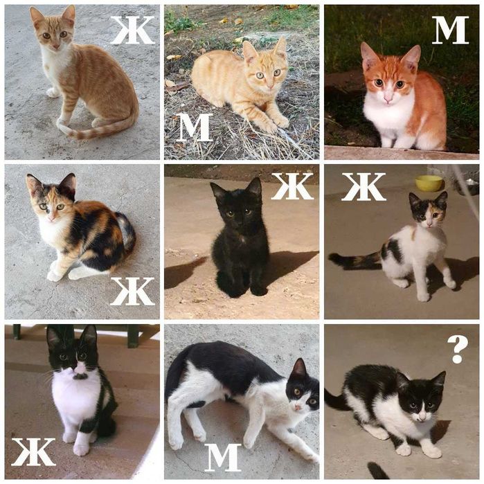 Рижави котета на 6 мес. търсят дом