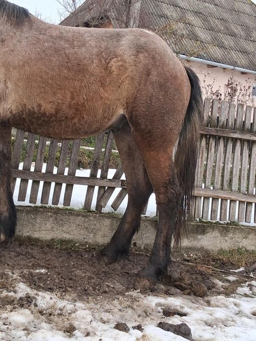 Vand manz de 2 ani harmasar