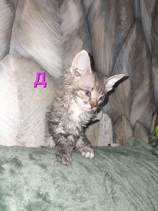 Котята хорошенькие