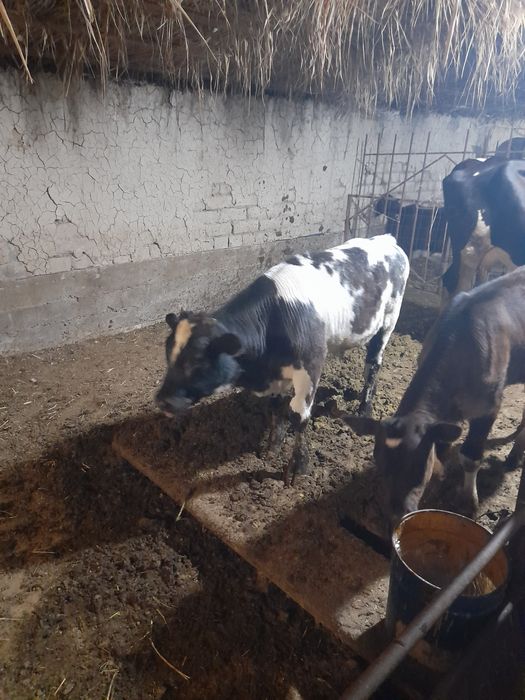 Продам 2бас бузау.