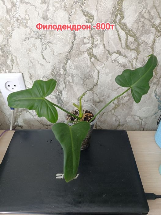 Комнатные растения кжби
