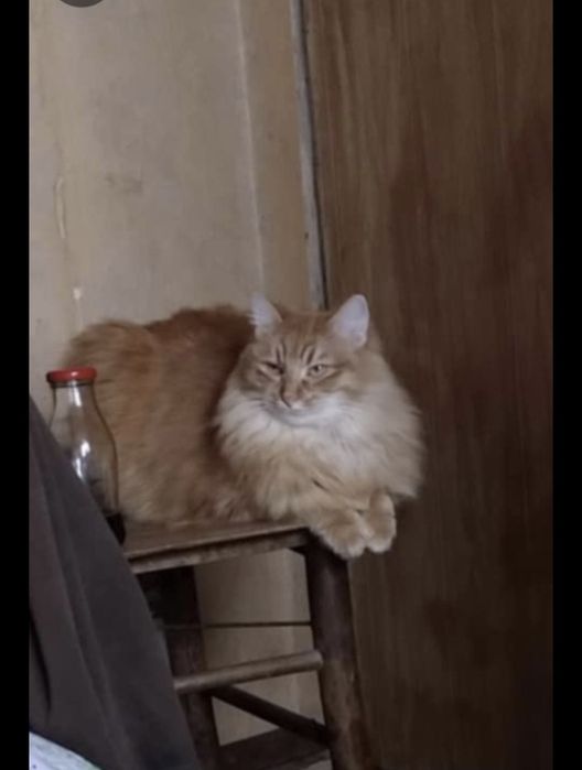 Красива писана търси дом