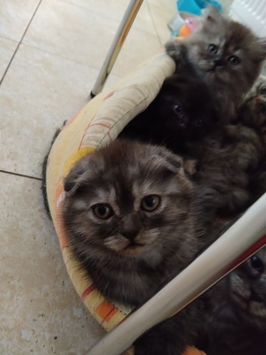 Motanel scottish fold