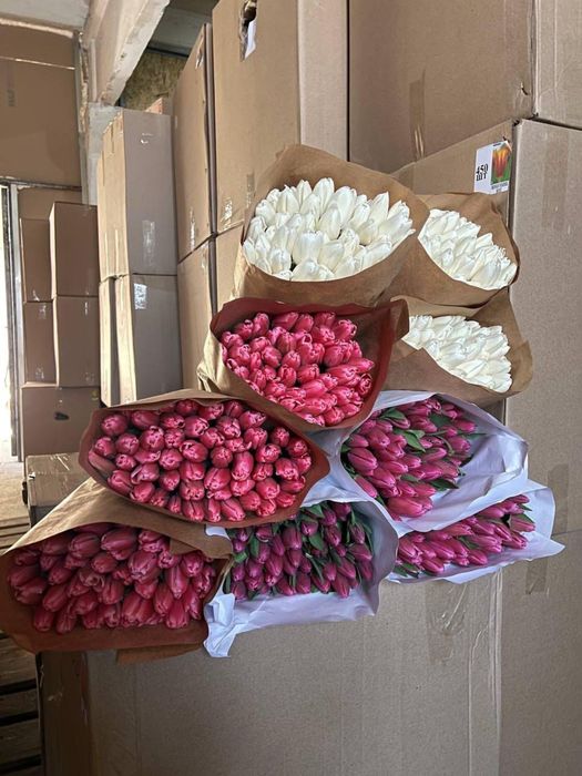 Тюльпаны ОПТОМ ПРЕМИУМ качество