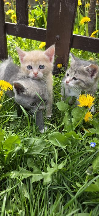 Продам котят,недорого!