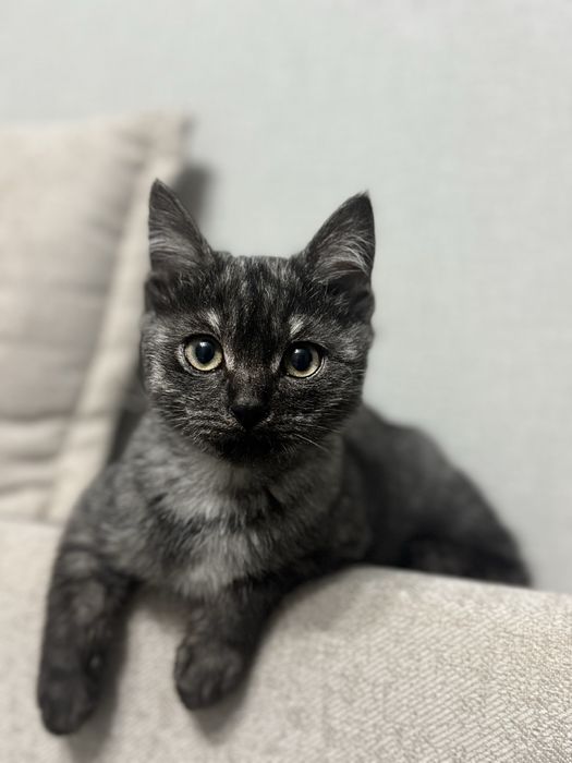 В любящие руки девочка