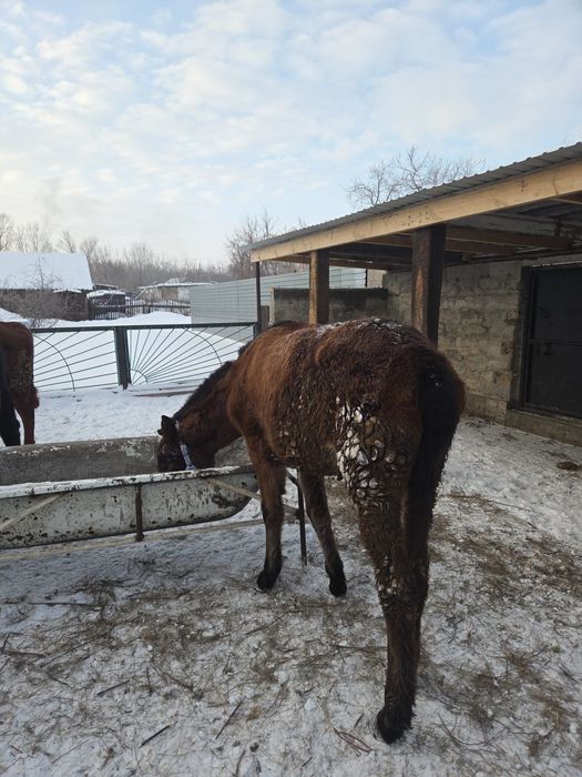 Продается жабағы