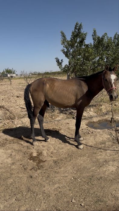 Toy sotiladi erkak 16 oylik buyi. 150 atrofida yeb ichishi yaxshi