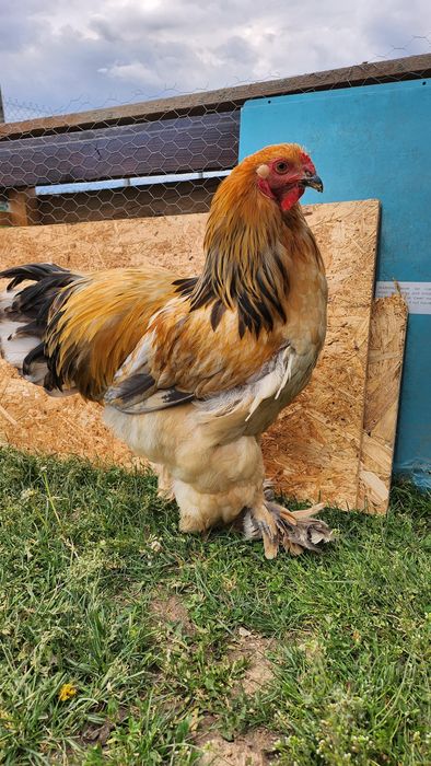 Cocoș Brahma vârstă de 6 luni