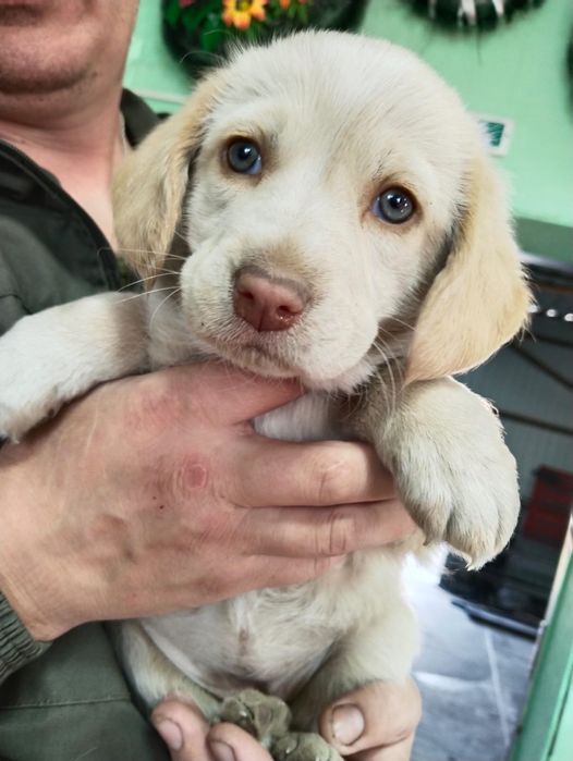 Отдам щенят в добрые руки