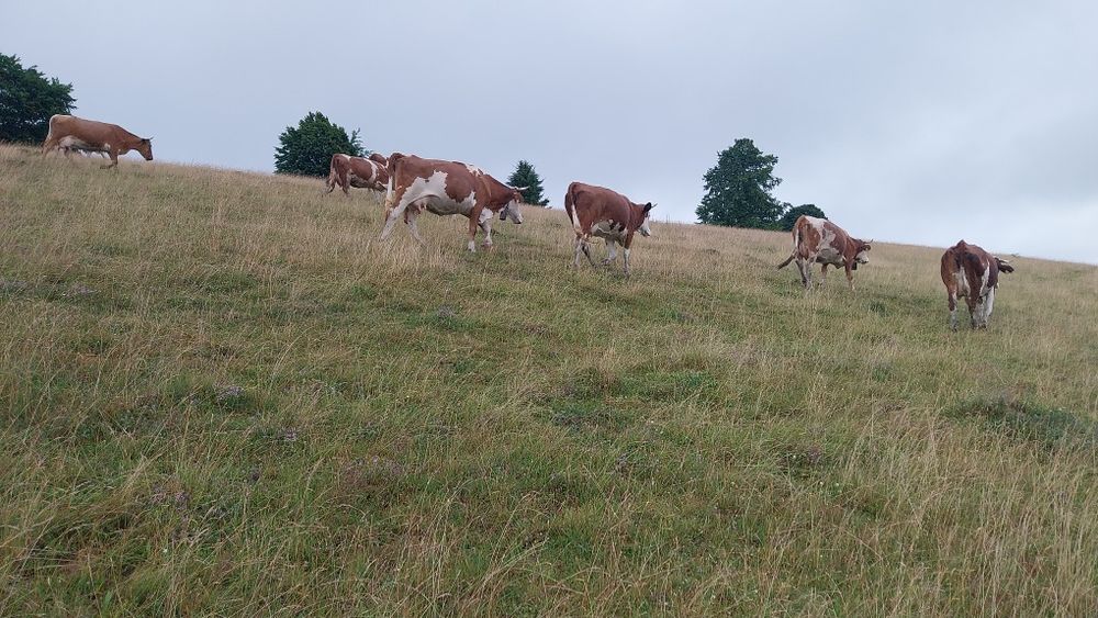 Vaci tinere de vânzare