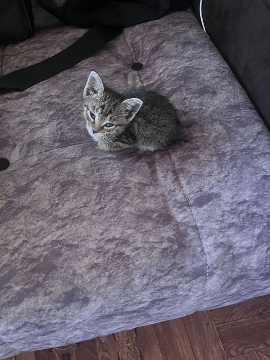 Отдам котенка в хорошие руки