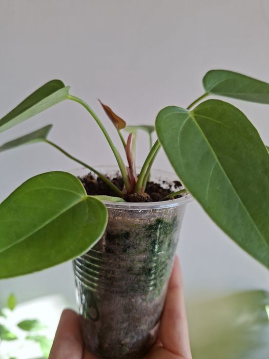 Продам Антуриум цвет розовый