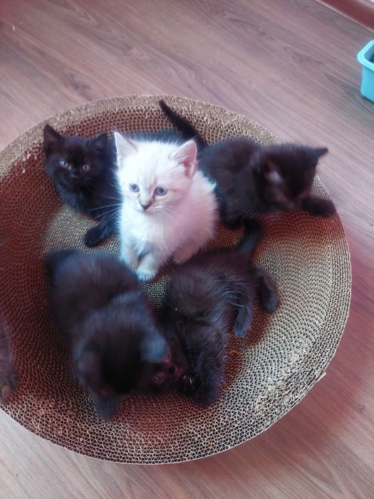 Котят  в добрые руки