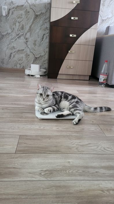 Вязка Шотландский Скотиш страйт