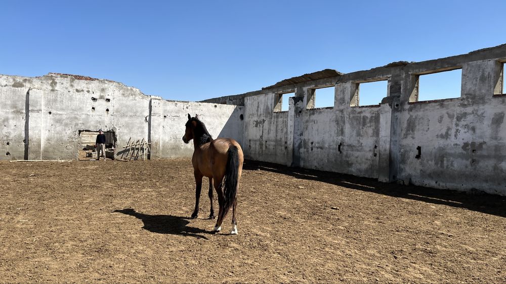 Айғыр Айгыр Жеребец