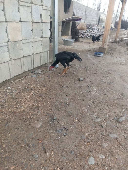 Куланги хурозл сотилади