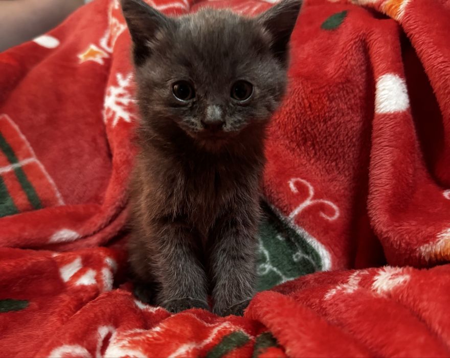 Котята пушистики
