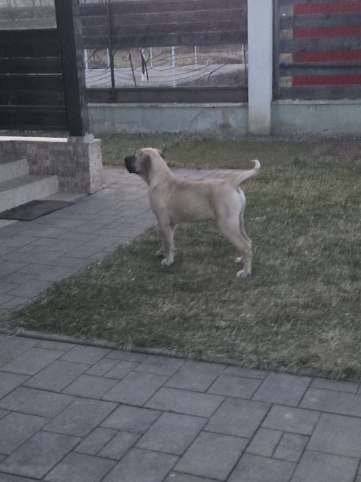 Presa Canario. Pedigree FCI. Părinți Campioni!